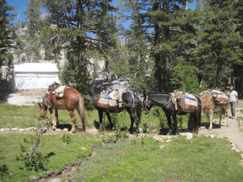 A pack string files past the tent cabins — the camp's supplies arriving by mule.