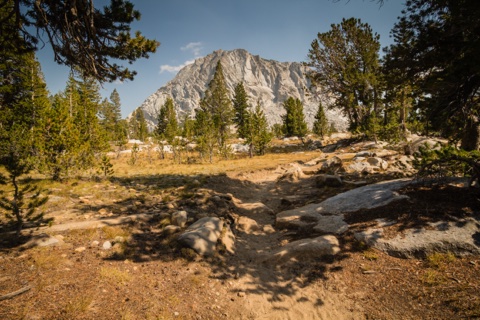 The trail into Vogelsang High Sierra Camp through whitebark pines below Fletcher Peak